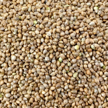 Hemp Seed