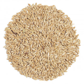 Canary Seed 200g