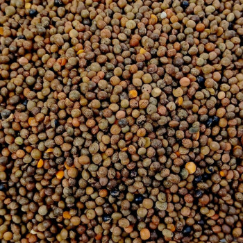 Tares (Vetches) 100g