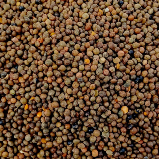 Tares (Vetches) 100g
