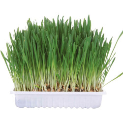 Small Animal Grass